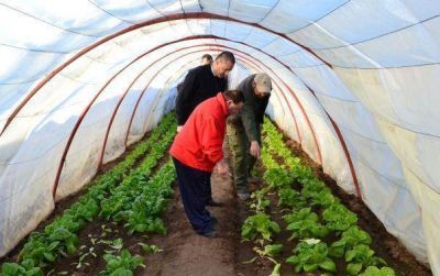 Primera producci�n de lechuga en el Centro de Inclusi�n Las Artes