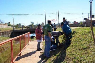 En la Semana del �rbol, plantan ejemplares en la ciudad