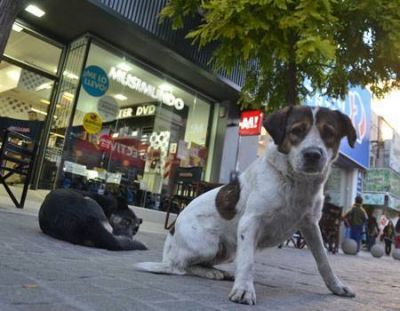 Unos 150 perros esperan para ser adoptados