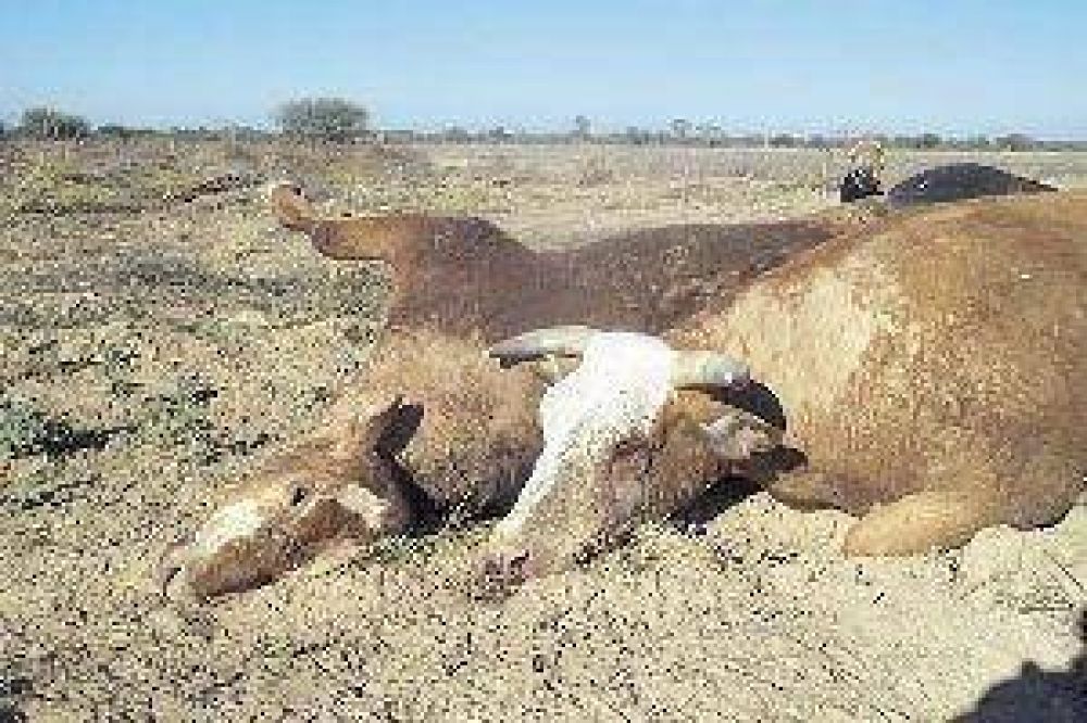 Hay m�s de 2.500 vacas muertas por la sequ�a en Santiago