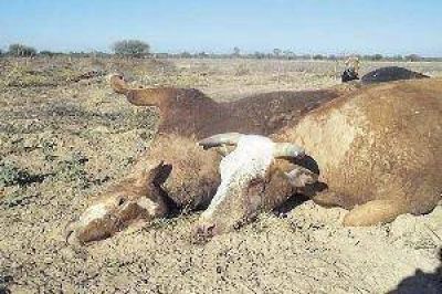 Hay m�s de 2.500 vacas muertas por la sequ�a en Santiago