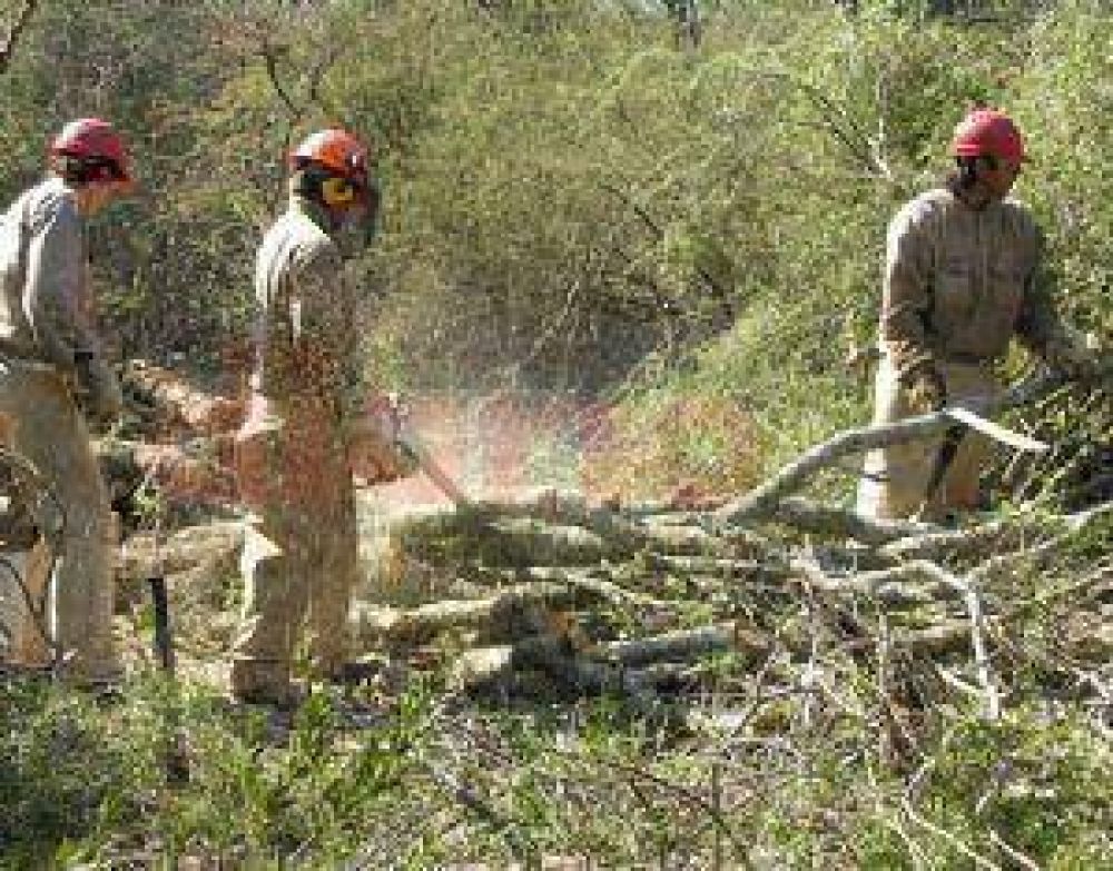 Har�n jornada sobre bosques