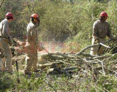 Har�n jornada sobre bosques