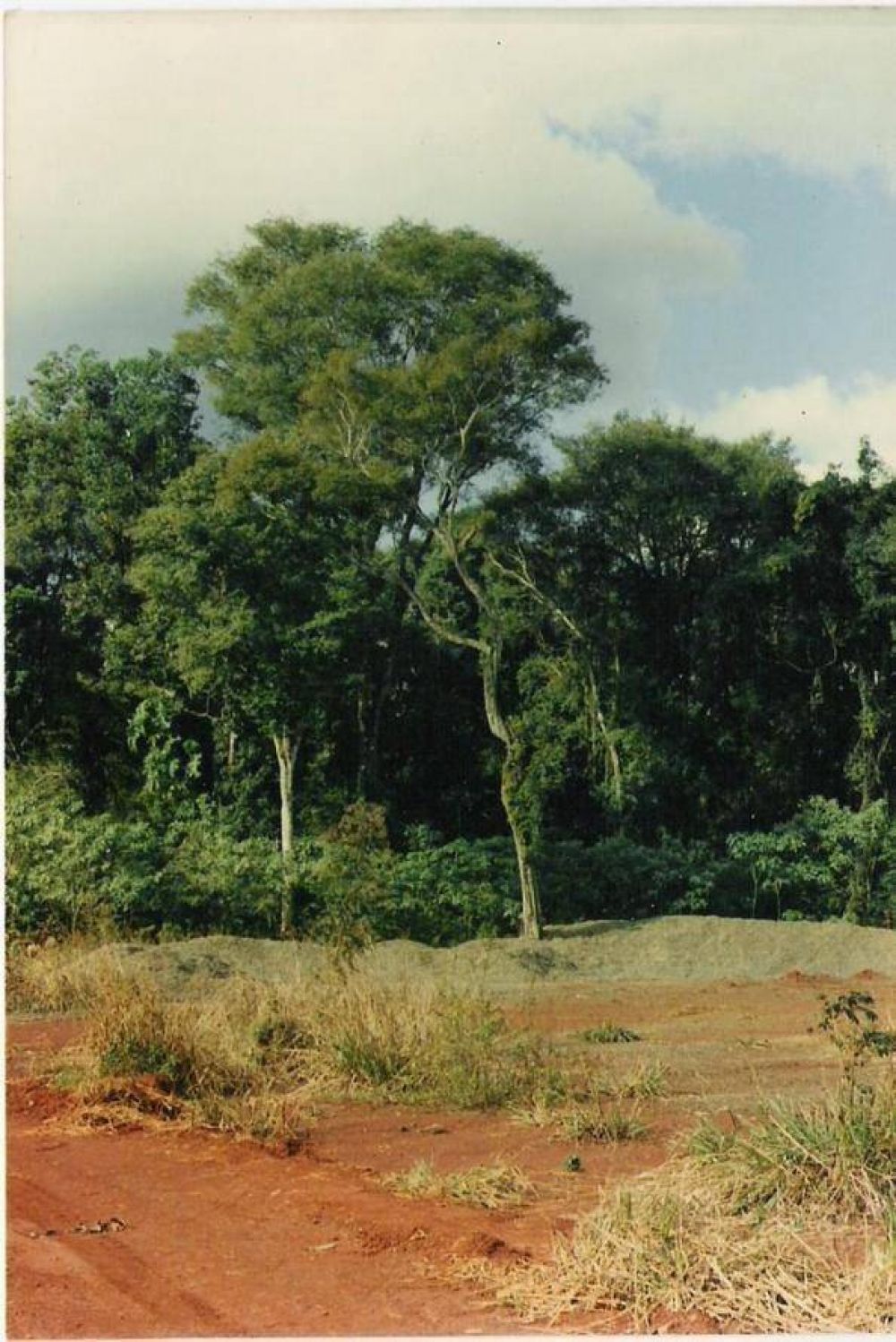 Denuncian deforestaci�n ilegal en terreno privado