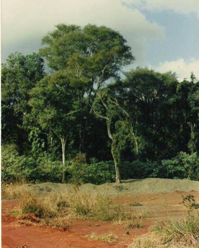 Denuncian deforestaci�n ilegal en terreno privado