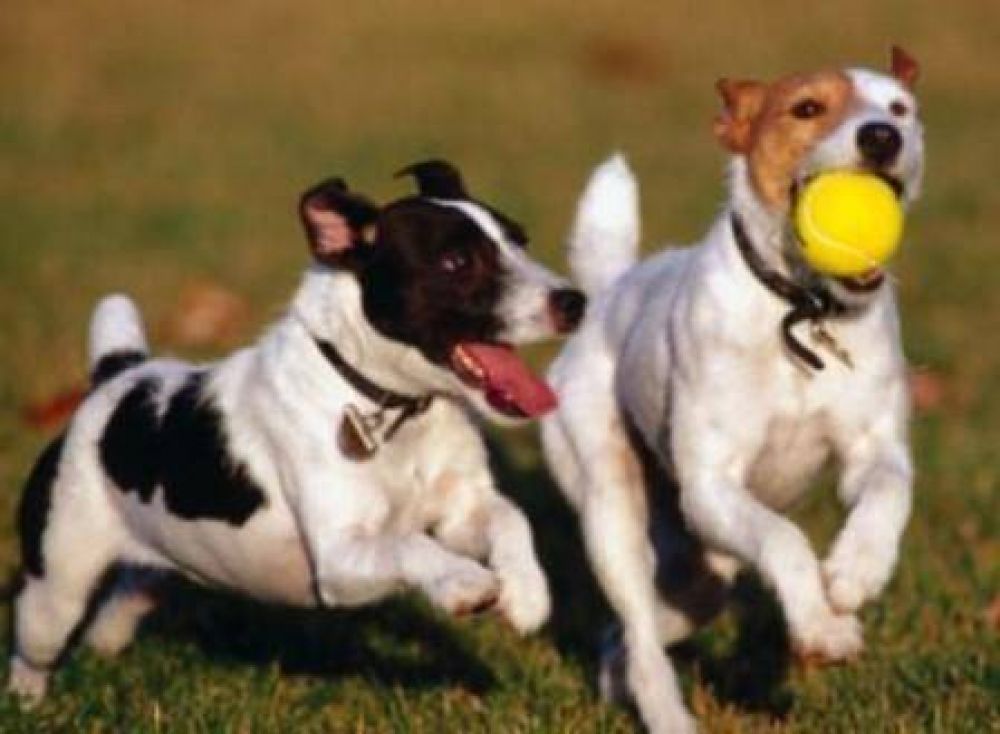 Esperanza de vida animal: las mascotas tambi�n viven m�s