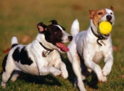 Esperanza de vida animal: las mascotas tambi�n viven m�s