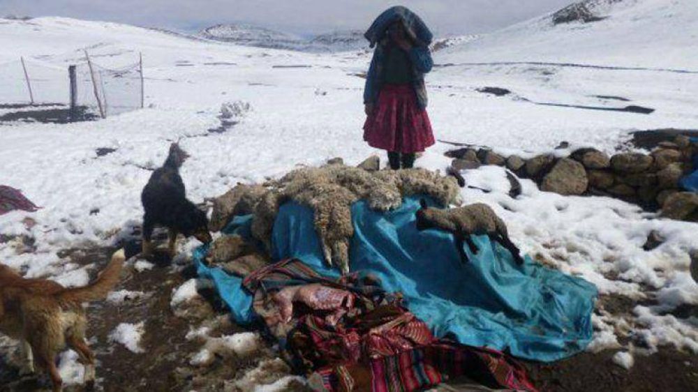 La ola de fr�o en Per� y Bolivia mat� al menos 30.000 animales