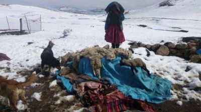 La ola de fr�o en Per� y Bolivia mat� al menos 30.000 animales