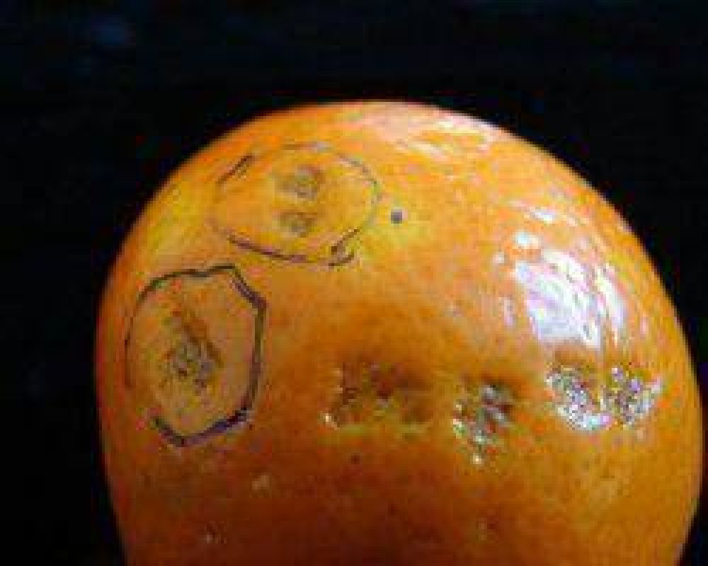 Mosca de los frutos: una capacitaci�n con los mejores