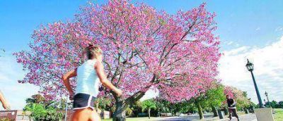 Cada zona de la ciudad tendr� una especie arb�rea distintiva