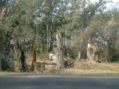 El Municipio multar�a a Edenor por tala de �rboles en la ruta 28