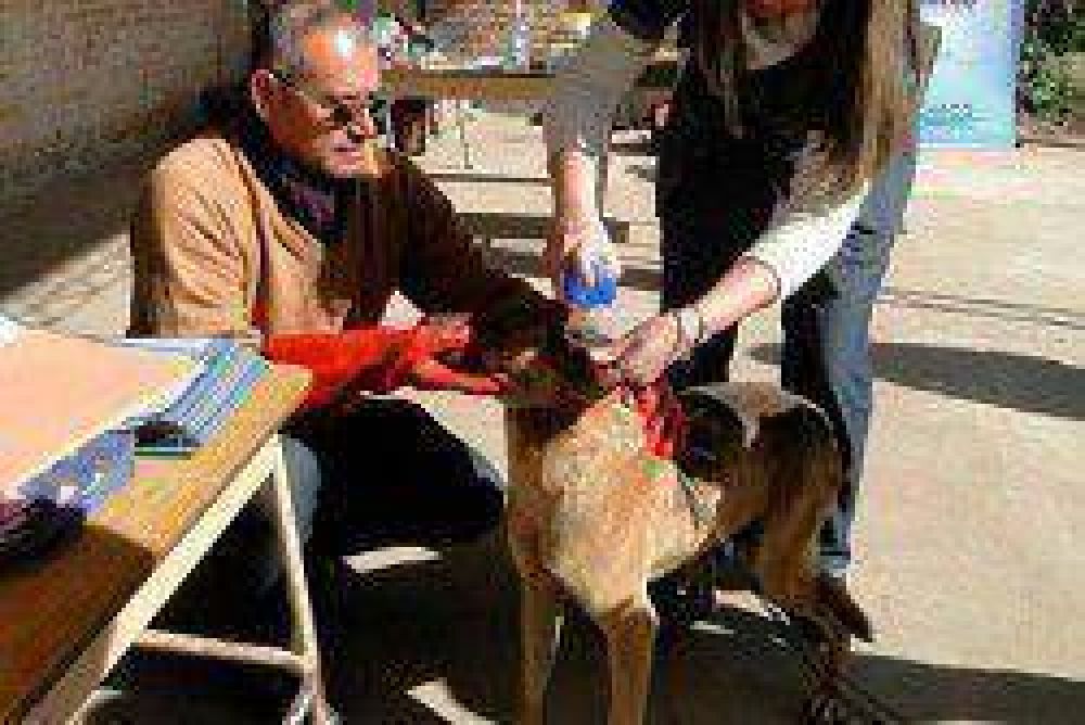 M�s de 150 mascotas fueron tratadas en operativos de salud ambiental