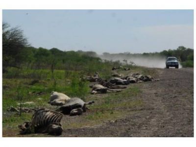 Evaluar�n el impacto econ�mico de la sequ�a en el norte santafesino