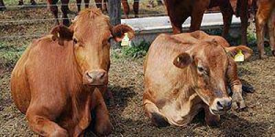El gobierno nacional homolog� la emergencia agropecuaria