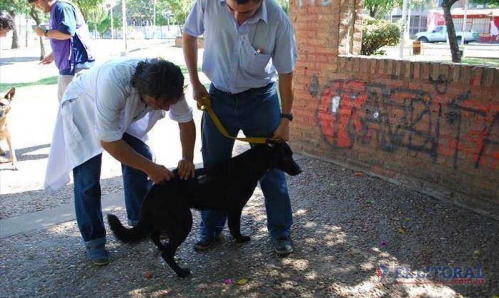 Leishmaniasis: en invierno detectaron m�s casos y piden mayor prevenci�n