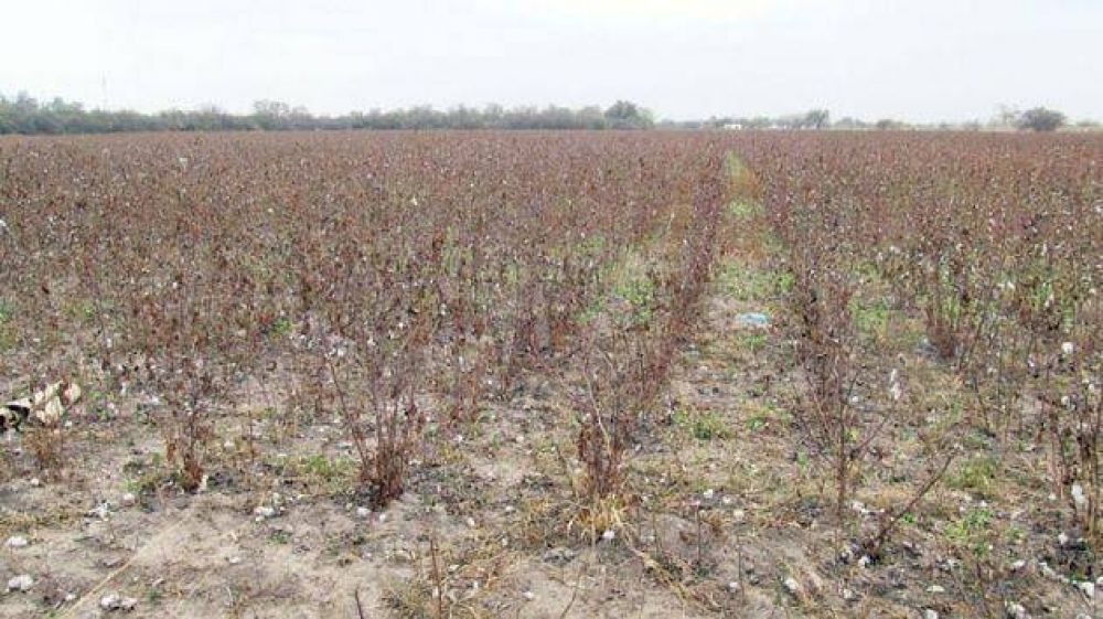 La falta de agua en Villa Angela impacta severamente en cultivos y en la ciudad