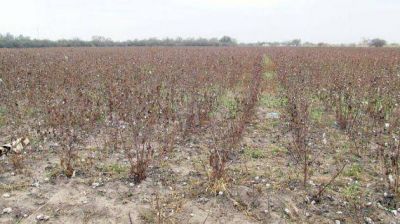 La falta de agua en Villa Angela impacta severamente en cultivos y en la ciudad