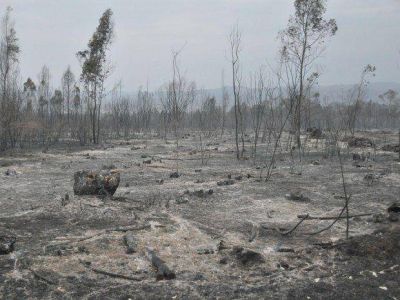 Son 2.500 hect�reas las afectadas por el incendio