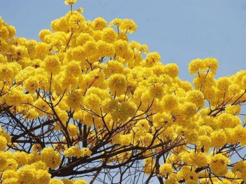 Llega la primavera a Jujuy y las carrozas