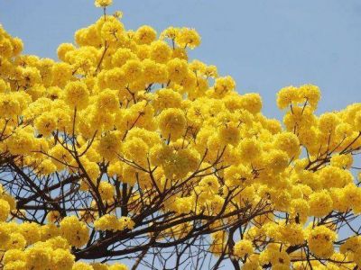 Llega la primavera a Jujuy y las carrozas