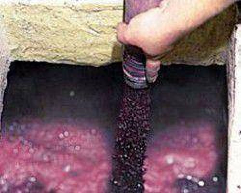 C�mara Vitivin�cola: quieren la ley de edulcoraci�n con mosto