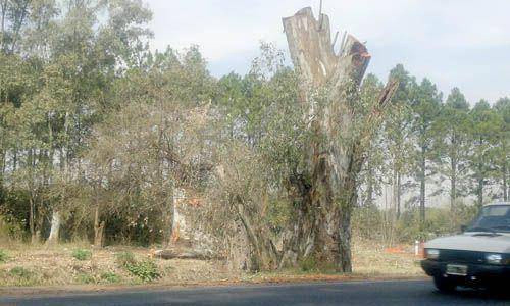 Edenor deber� reponer los �rboles que tal� en la ruta 28