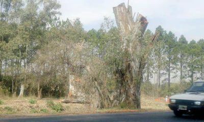 Edenor deber� reponer los �rboles que tal� en la ruta 28