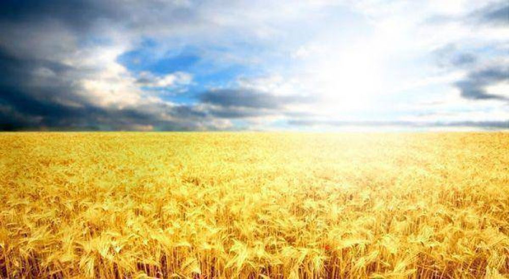 La lluvia no alcanz� y los productores hablan de d�as �decisivos� para el trigo