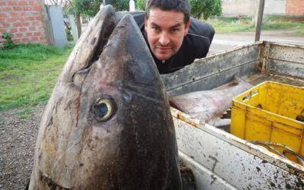 Encontraron un at�n gigante en Bah�a San Blas