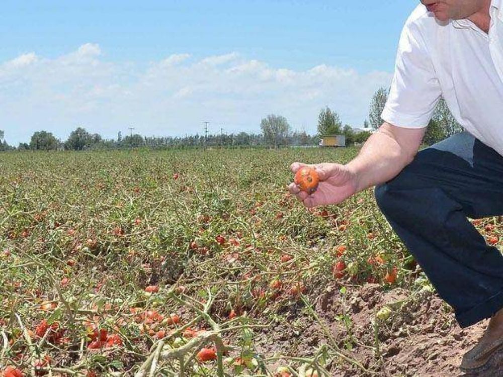 El Fondo Solidario Agr�cola lanz� su moratoria para la temporada 13/14