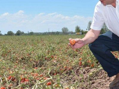 El Fondo Solidario Agr�cola lanz� su moratoria para la temporada 13/14