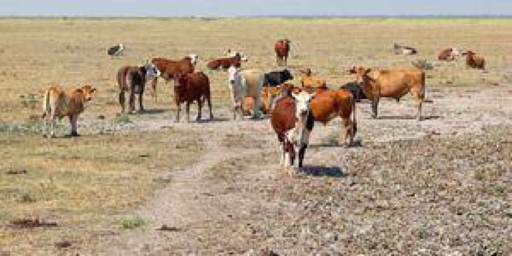 Formosa recibir� $20 millones por la emergencia agropecuaria