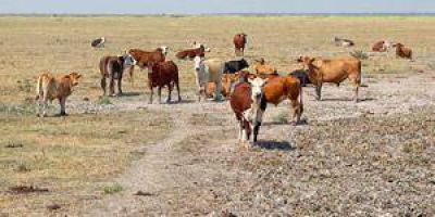 Formosa recibir� $20 millones por la emergencia agropecuaria