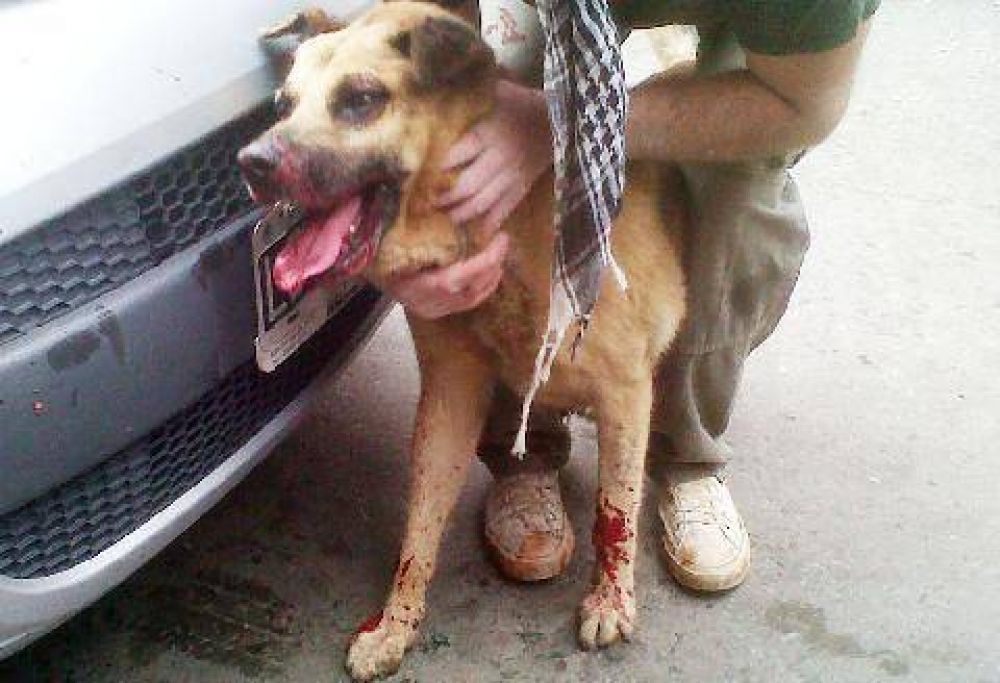 Alumnos destrozan la boca de un perro con un petardo