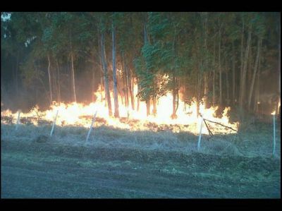 Incendio en Chajar�: m�s de 300 hect�reas afectadas por el fuego