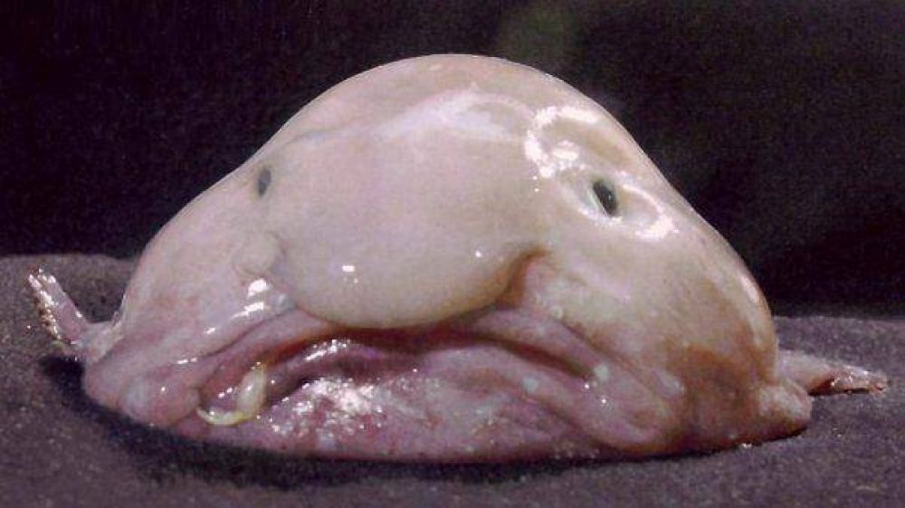 El Blobfish es el nuevo animal ms feo del mundo