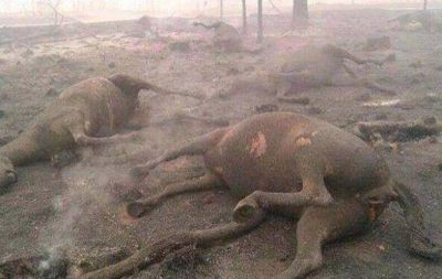 C�rdoba rescata los animales alcanzados por los incendios