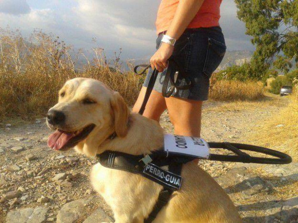 Avil�s autoriz� la presencia de perros-gu�as en la ciudad