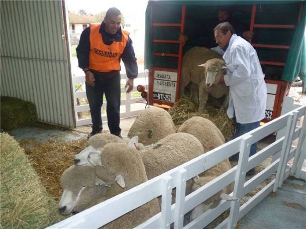 "La producci�n ovina es una de las pocas en las que en un a�o recuper�s la inversi�n"
