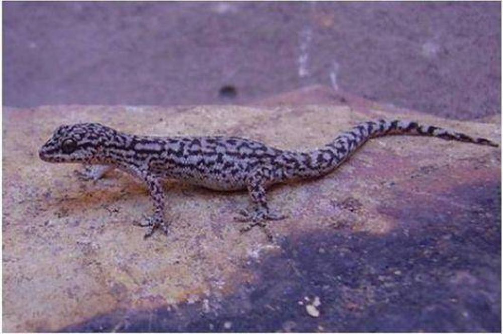 La Cruz: descubren especie de lagartija en paraje Tres Cerros