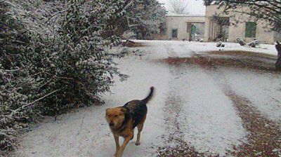 Intensas nevadas en la zona de los incendios