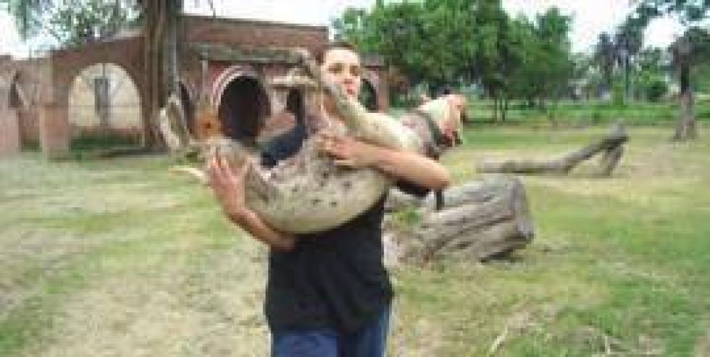 Quiso salvar a perros que agonizaban y ahora est� imputada por hurto