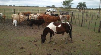 Basail: secuestran vacas y caballos de dudosa procedencia