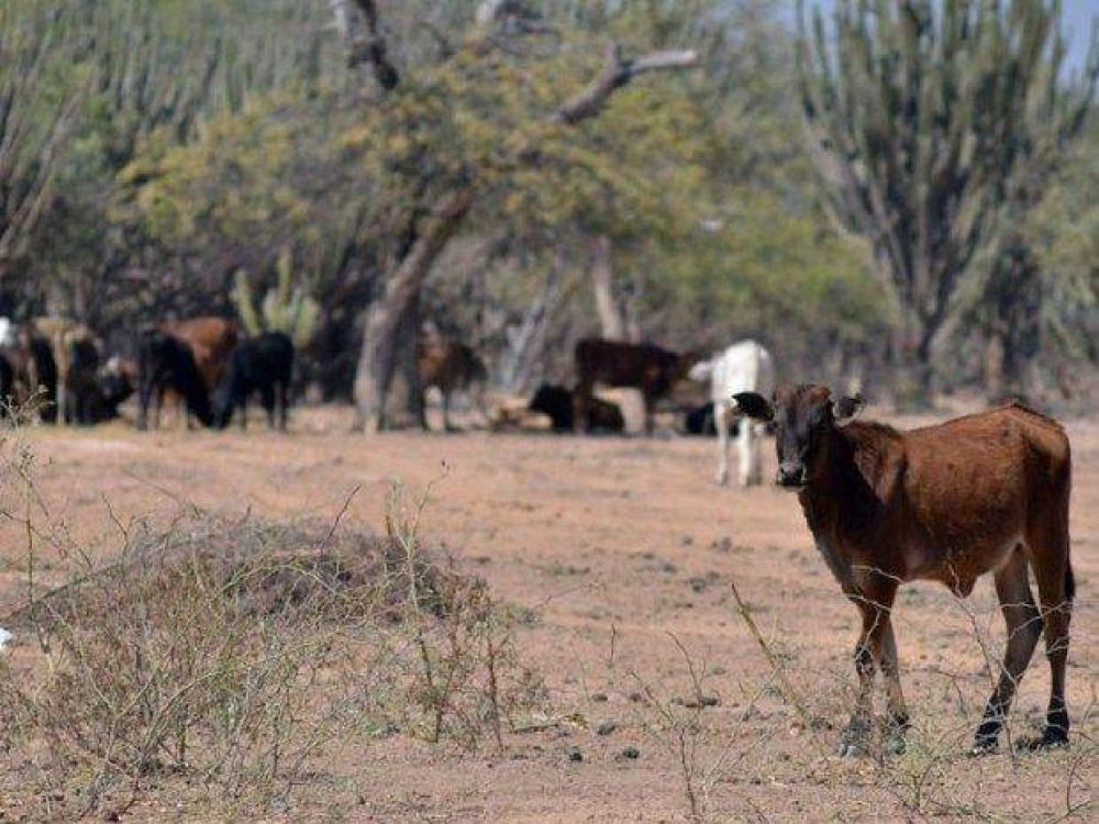 Con $10 millones, Salta compra ma�z 100% m�s caro