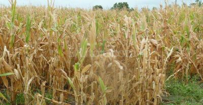 Sequ�a compromete el 30% del trigo