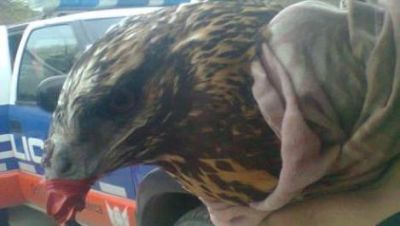 Liberan al �guila mora que estaba en cautiverio en Santa Rosa