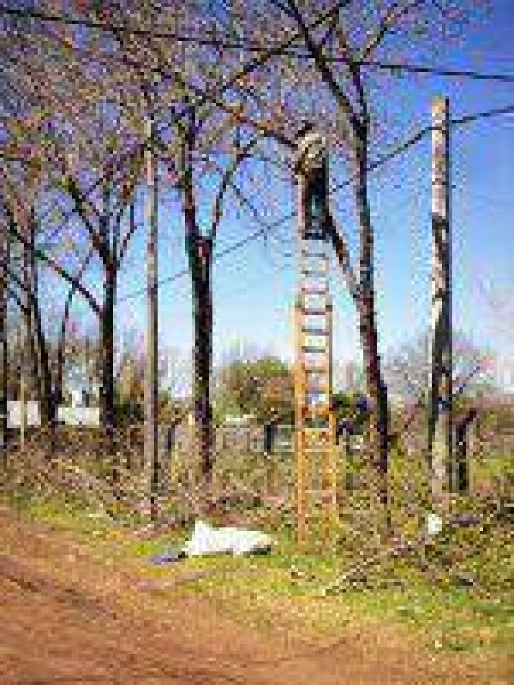 Contin�a la poda por los barrios