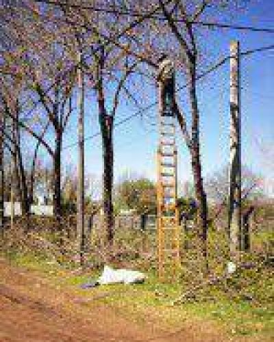 Contin�a la poda por los barrios