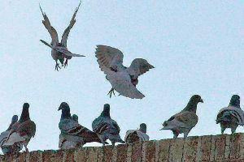 Ins�lita proliferaci�n de palomas en el sur de la ciudad genera preocupaci�n